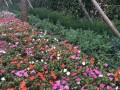 衡水文轩花园·澜棠